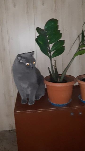 Я красивее любого цветка в горшке