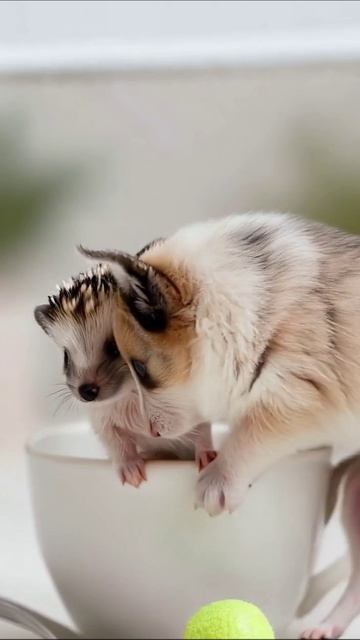 Милые ёжики и их приключения #ёжики #домашние_животные #милота