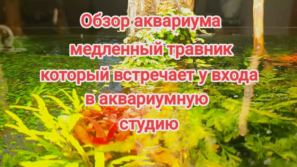 Аквариум медленный травник у входа в студию