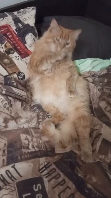 Сёма очень мил. Постельный котик. Нежный и умненький. Аристократических кровей найденный  бездомыш.