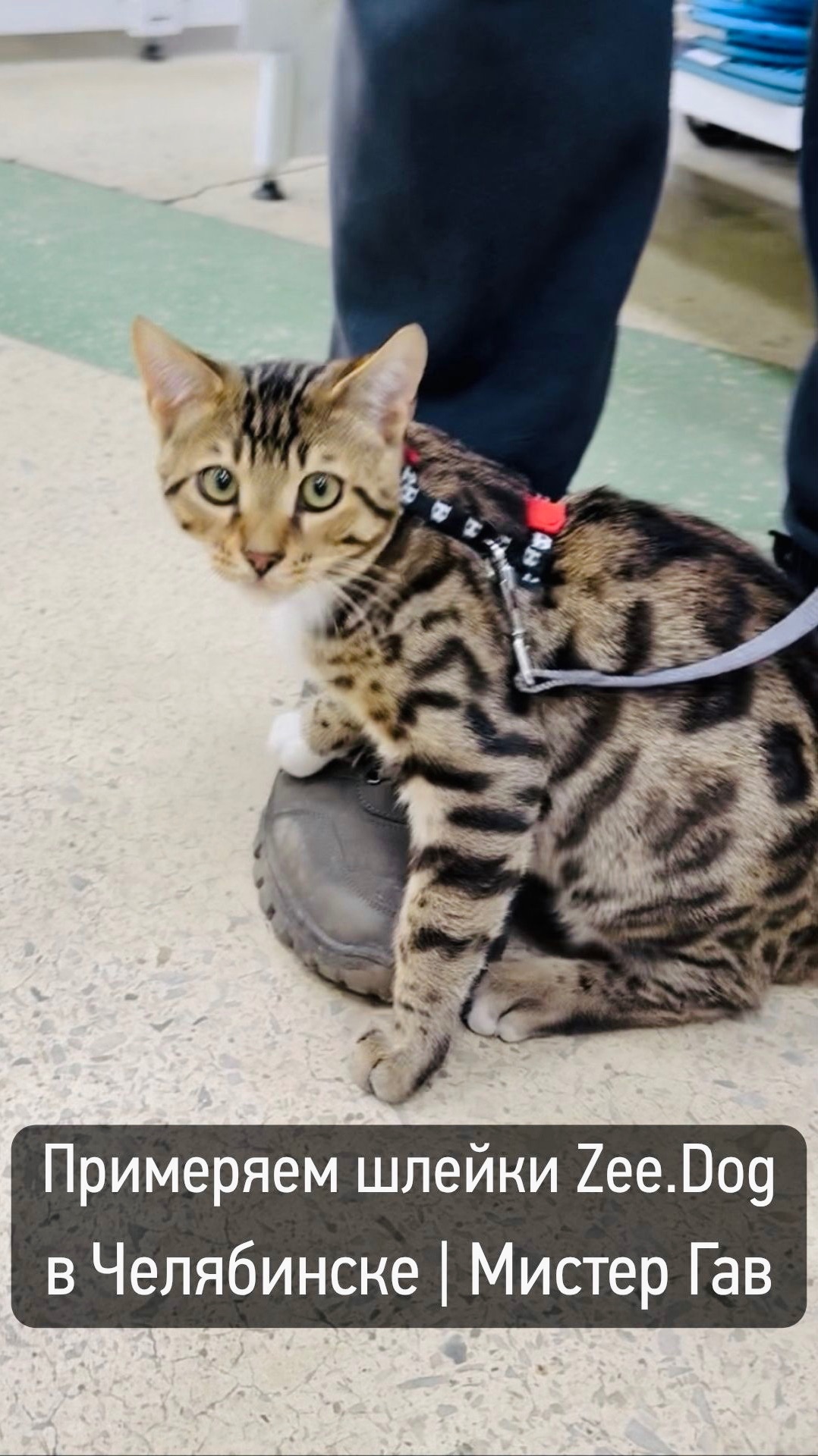 Примеряем шлейки: Zee.Dog | Мистер Гав Челябинск #Shorts