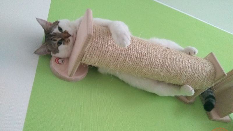 В нашей копилочке плюс еще один счастливый котик)))