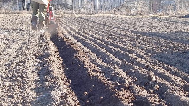 Посевная начало апреля сеем рожь на сидераты