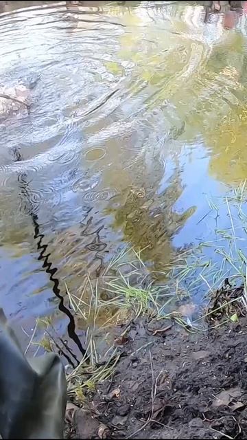 КРУПНЫЙ КАРАСЬ на боковой кивок. Рыбалка на микро речке