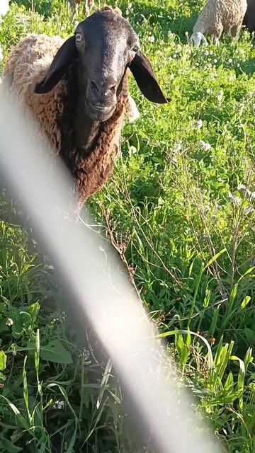 Крупный город, а как будто в деревне 🥰 #жизньвалжире #algerie