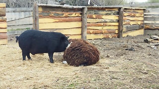 После вкусного обеда вытри руки об соседа