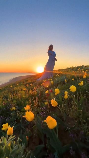 🌷 Дикие тюльпаны Шренка