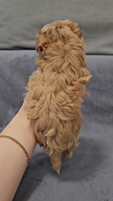 Щенок мальтипу Ники, возраст 1,5 месяца