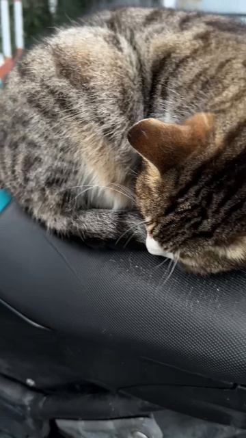 Турецкий котэ мотоциклист