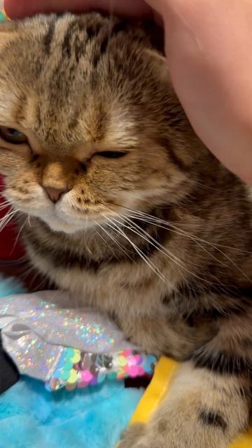 Милая шотландская вислоухая кошечка 😺🐱