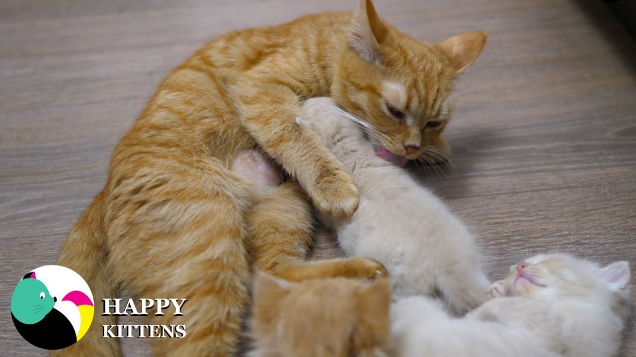 Мама-кошка кормит котят и умывает их.