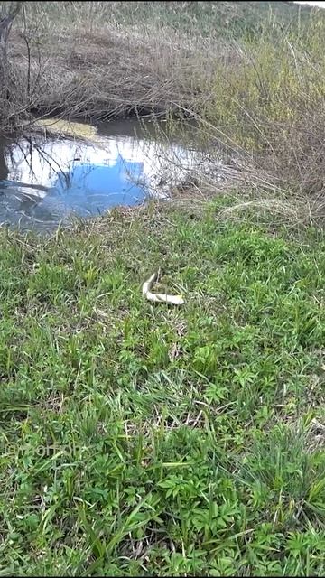 ЗАБРОСИЛ В РУЧЕЙ, она из ПОД НОГ СХВАТИЛА. Рыбалка на спиннинг