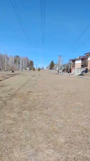 Собаки греются на поле