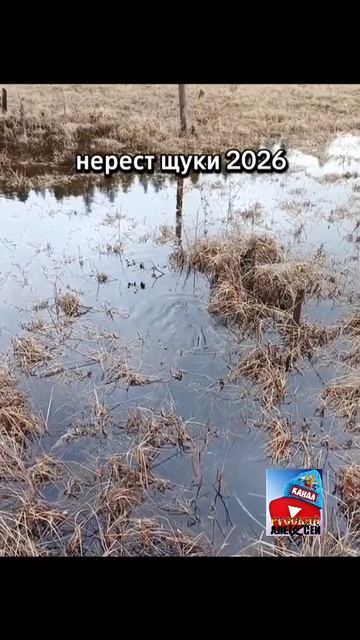 Как нерестится щука