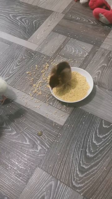 Семейная идиллия