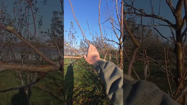 Обрезка груши пальмета

Химки Подмосковье Краснодар краснодарский край
 байки слепого садовника