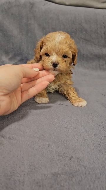 Щенок мальтипу Мики, возраст 1,5 месяца