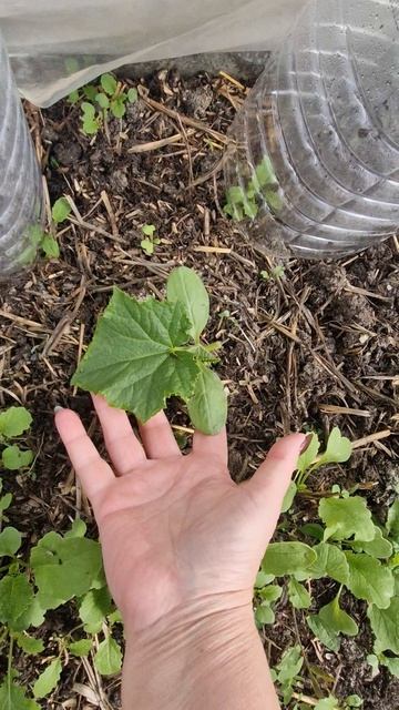 Огурцы в теплице 9 апреля