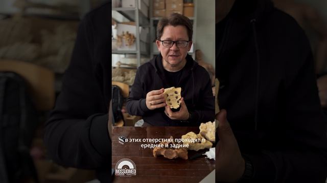 Про крестец