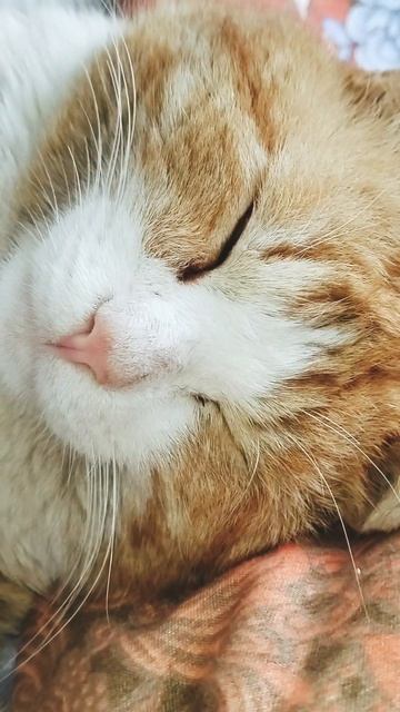 Рыжий. Сон после обеда