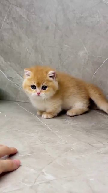 Милота

#милота #котики