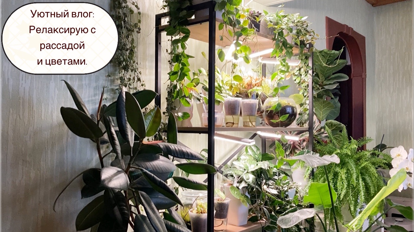 Уютный влог: Релаксирую с рассадой и цветами.