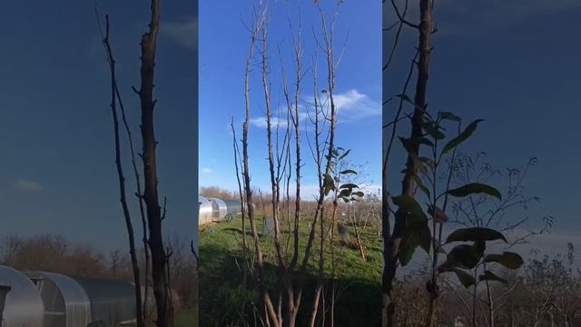 обрезка сливы и алычи 
Химки Московская область Краснодар краснодарский край байки слепого садовника