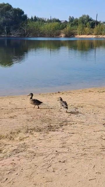 Утиная история, интересно наблюдать за утками,2025