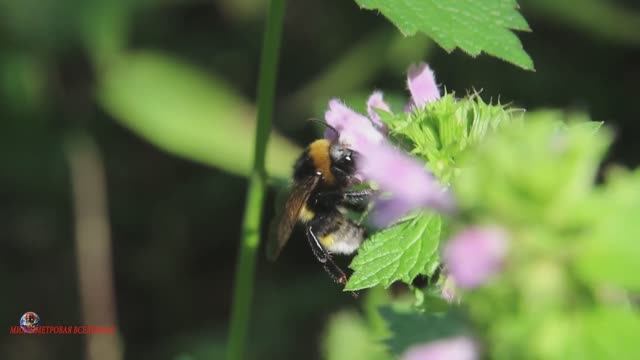 Шмель мохнатый труженик полей