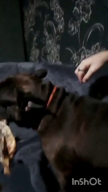 весенняя прогулка в дождь с оскарам