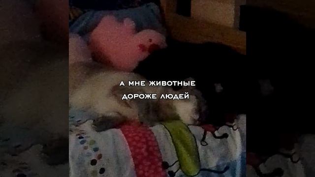 а мне животные дороже (2 вера)