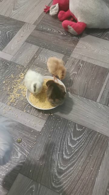 А кто будет убирать?