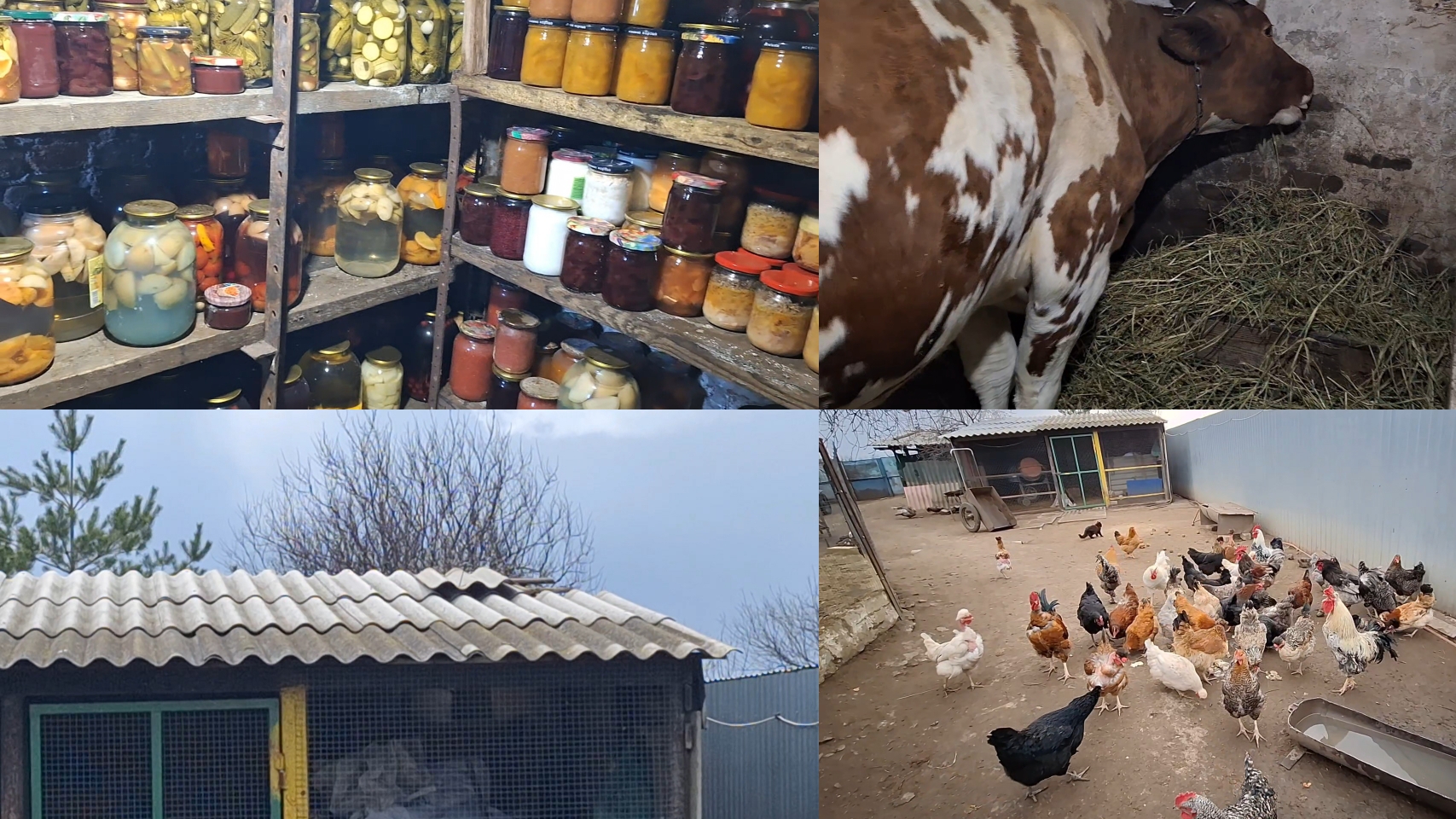 Сорвало шифер,переселила цыплят,жизнь в деревне