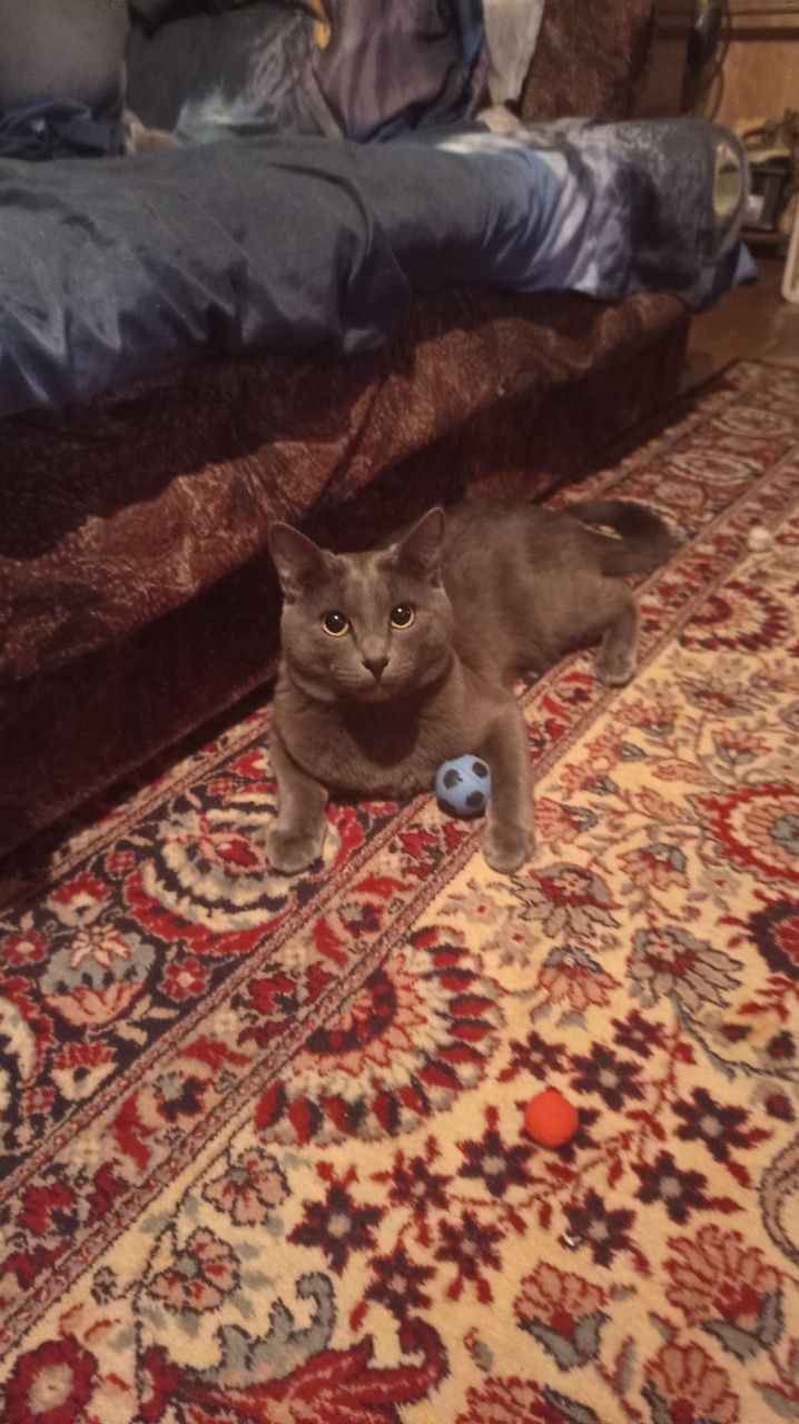 Кот Атос футболист!!! #shorts #котатос #коты #футбол #котфутболист