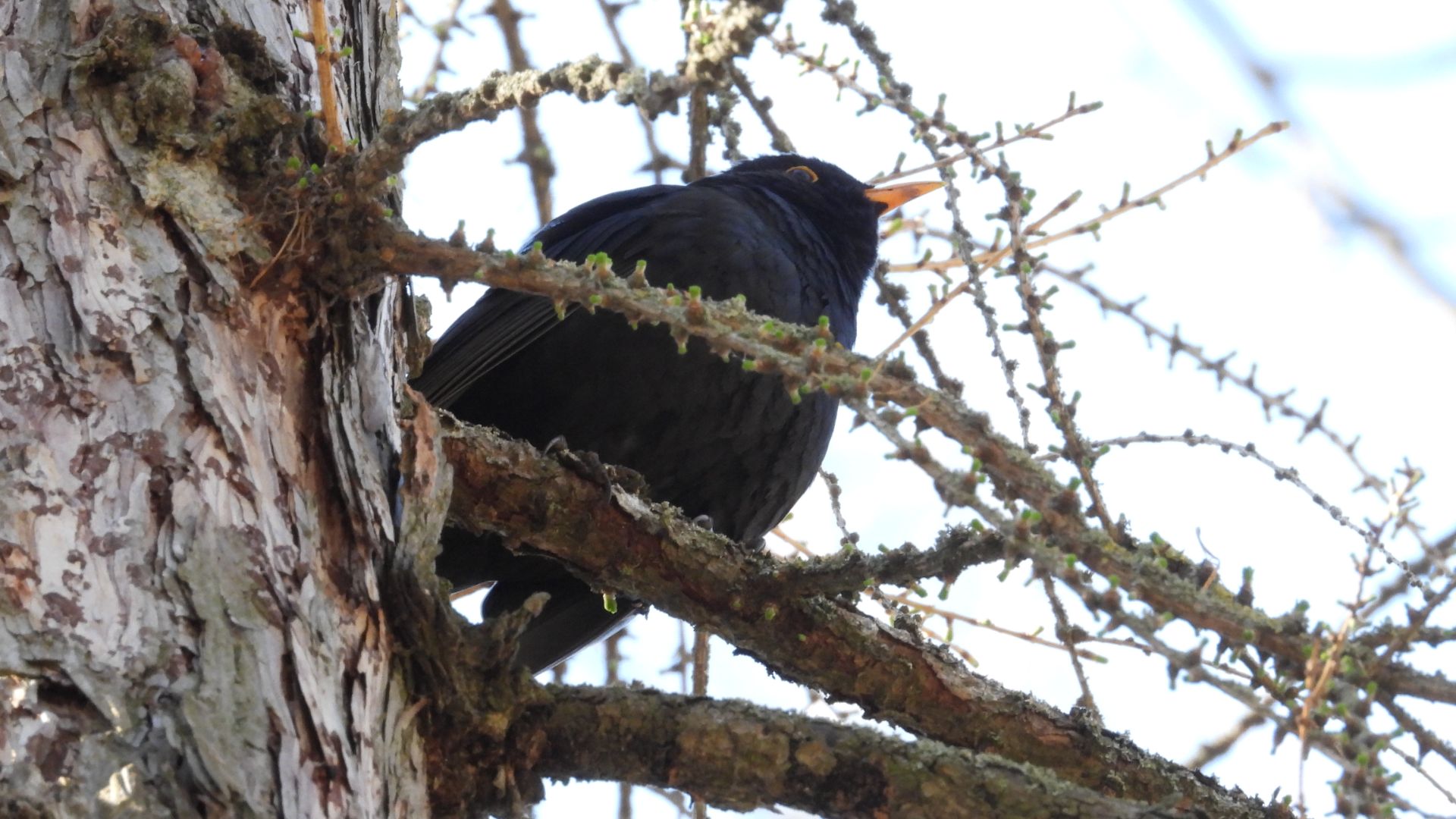Голоса птиц. Чёрный Дрозд сердится, наблюдение птиц в Великом Новгороде, 9 апреля 2026