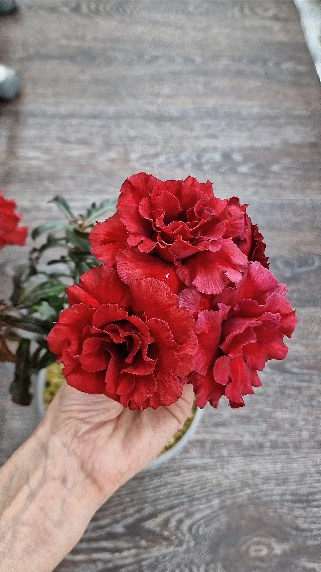 Красный бриллиант❤️