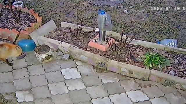 Самообслуживание на рассвете.