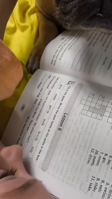 Он же француз, а не англичанин #французскийбульдог #собакиприколы #бульдоги