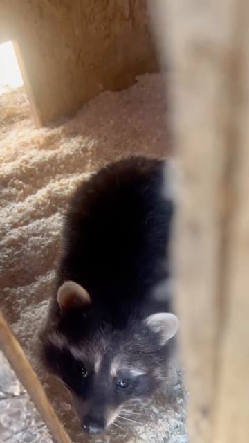 Снова потерял 🙃
#приютСудьба #приютдляживотных #животные #енот