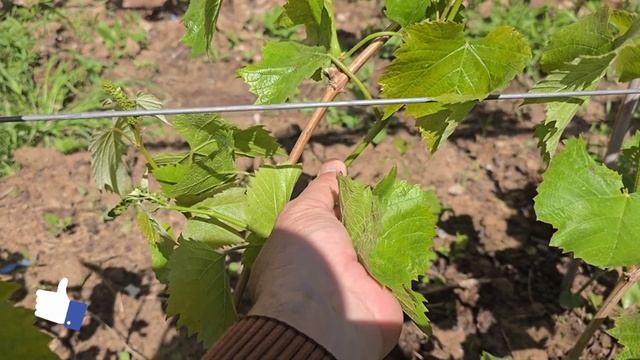 Хомтоки якум — Шумо ҳам метавонед Қаламчаҳои босифат бо кафолат MAX 918 77 7726