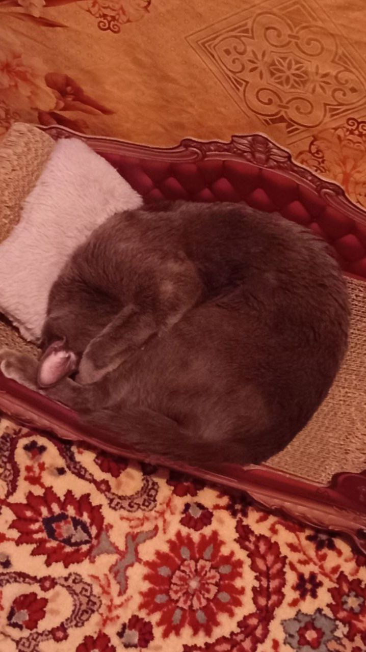 Кот Атос любит хорошенько выспаться!!! #shorts #котатос #животные #коты #атос