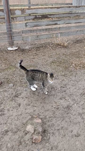 В любую погоду куры 🐔🐓 гуси 🪿 на прогулку. Забрался в гусиное гнездо 🪺🥚