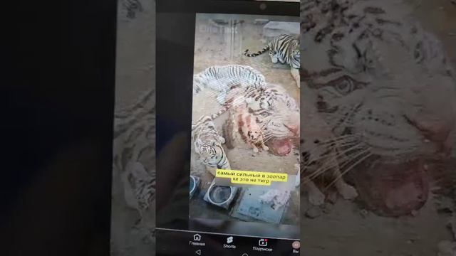 Люблю тебя очень сильно сильно