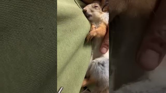 Белка Чип Спит в руках  Squirrel Sleeping In Your Arms #fun #shortvideo #lifestyle #funny #happy