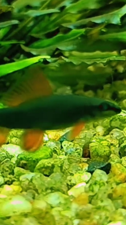 Лабео ГЛО зелёный.  При росте так и оставляет свой зелёный цвет и глаза дальше.