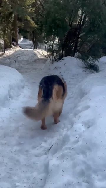 Поддержи нашего  инвалида  Иртыша 🍀 🙏💯🙏❗Пост в описании 🎥 #dog #собака #овчарка #любовь