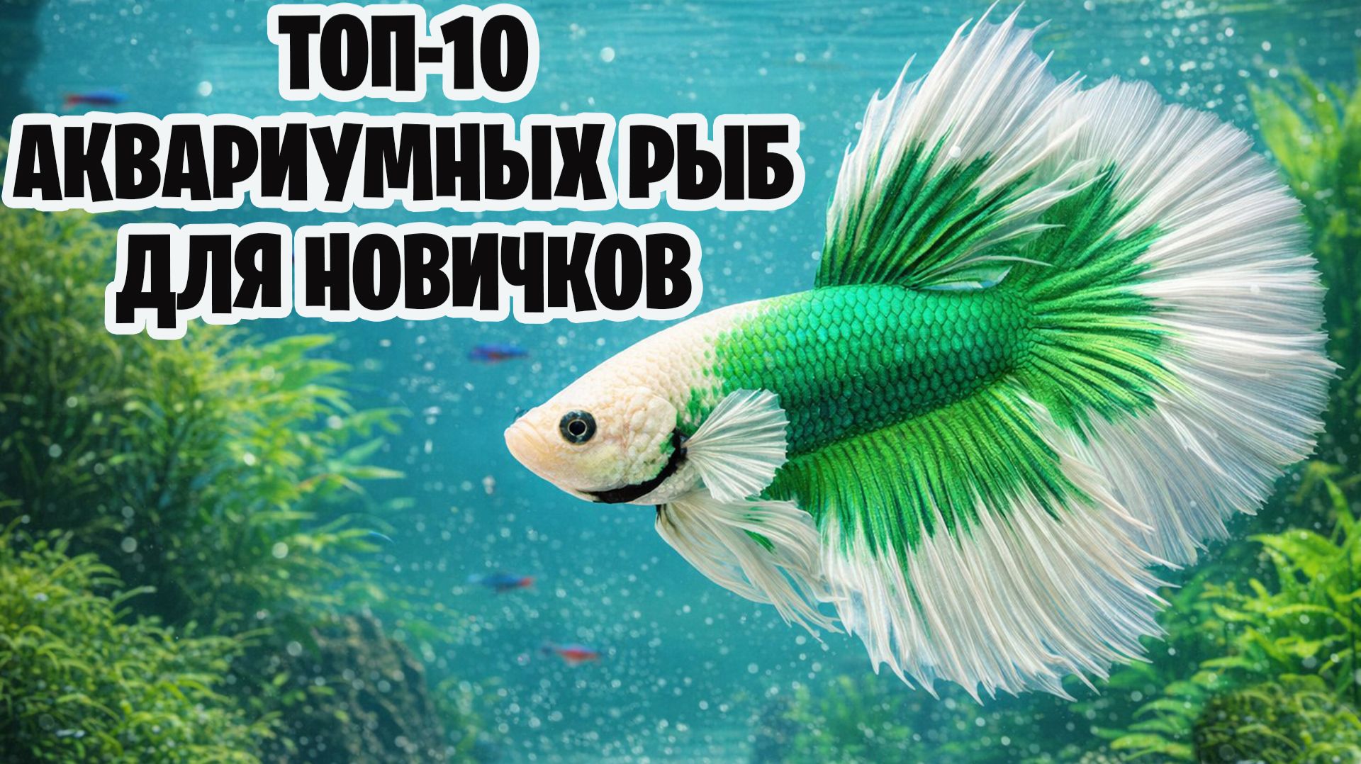 ТОП 10 РЫБОК ДЛЯ НАЧИНАЮЩИХ АКВАРИУМИСТОВ