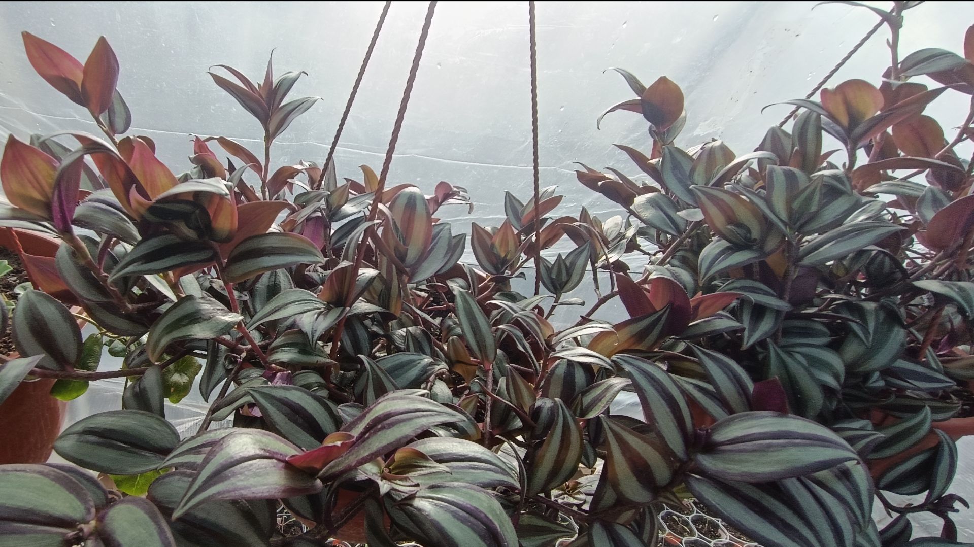 Обзор рассады🌹