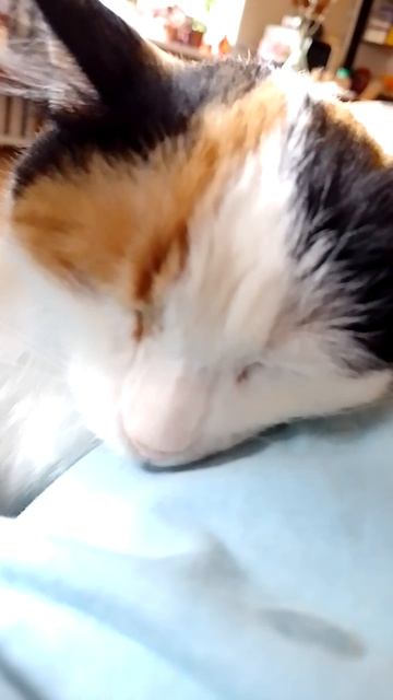 😺Муся мурлычет😺