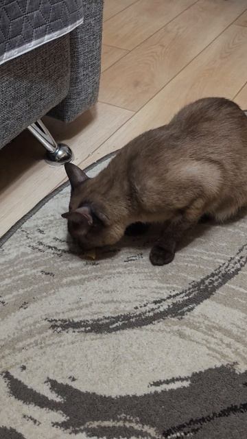 Этот кот настоящий разгильдяй